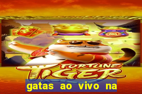 gatas ao vivo na web cam